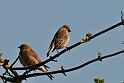 Linnet